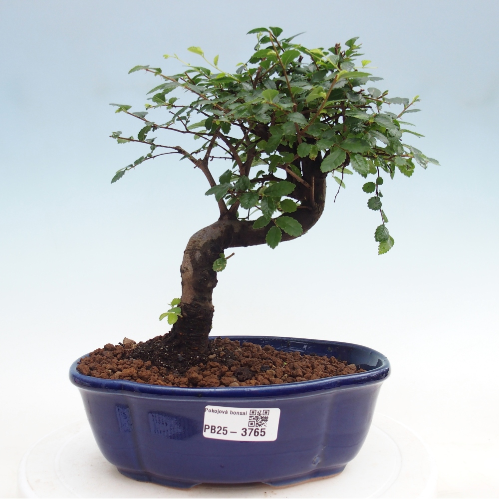 Pokój bonsai - Ulmus parvifolia - Wiąz drobnolistny