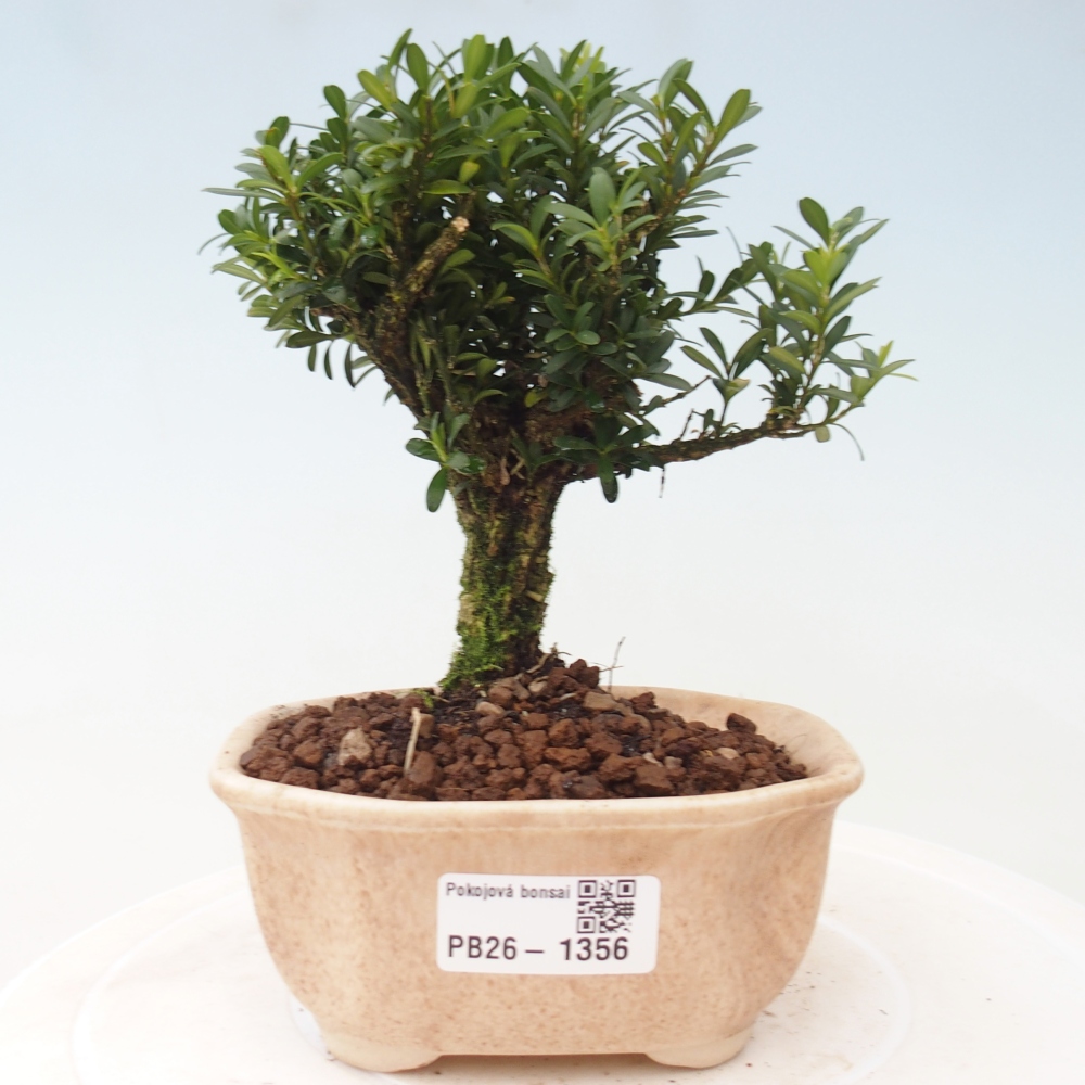 Pokój bonsai - Buxus harlandii - buxus korkowy