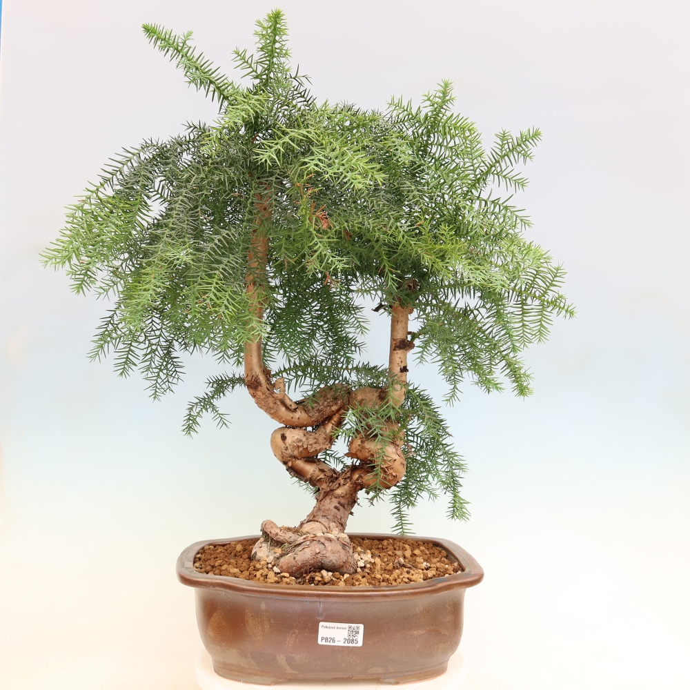 Bonsai domowe – araukaria – domowa sosenka