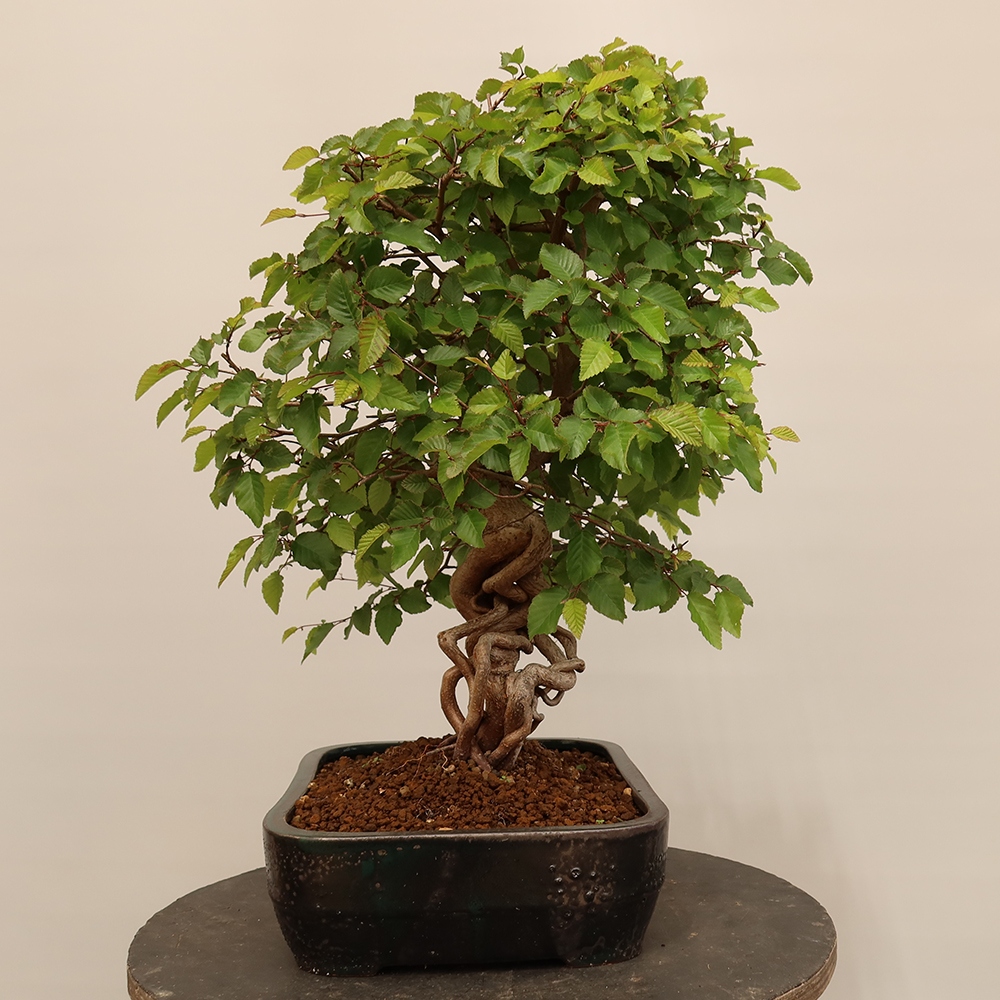 Bonsai plenerowe - Carpinus Coreana - grab koreański