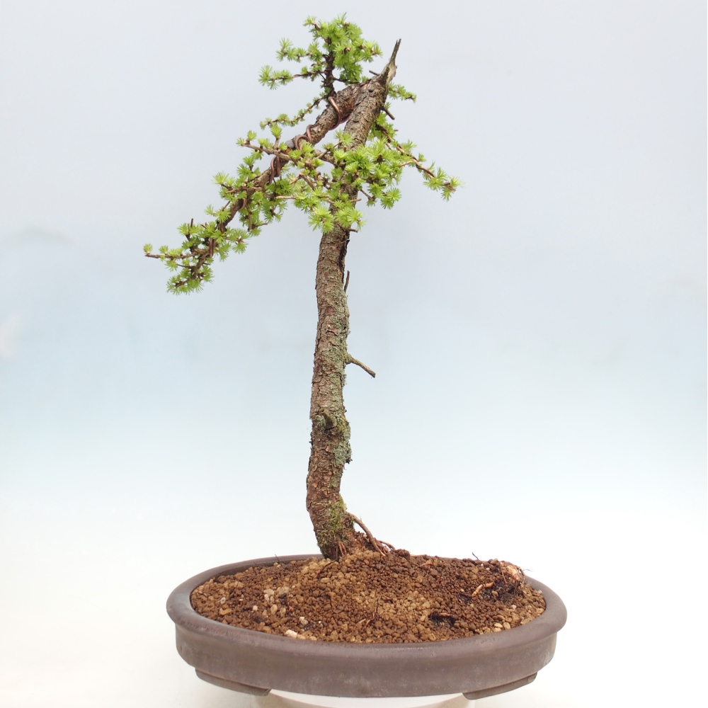 Outdoor bonsai -Larix decidua - Modrzew - Tylko transport paletowy