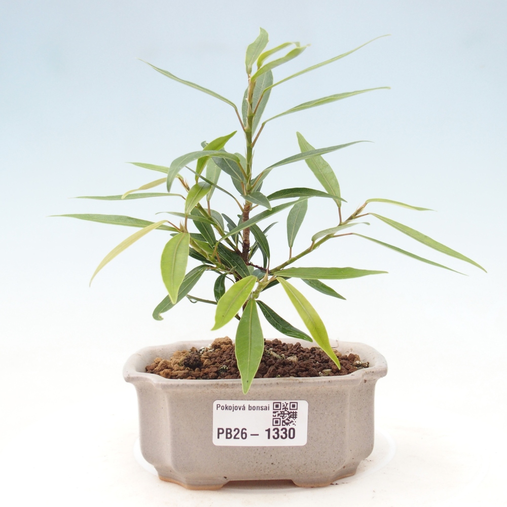 Pokój bonsai - Ficus nerifolia - figowiec drobnolistny