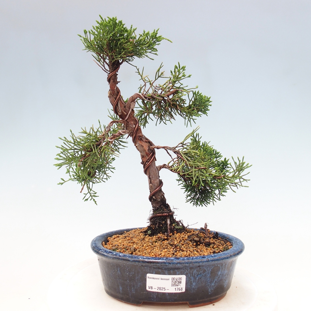 Bonsai zewnętrzne - Juniperus chinensis Kishu - Jałowiec chiński