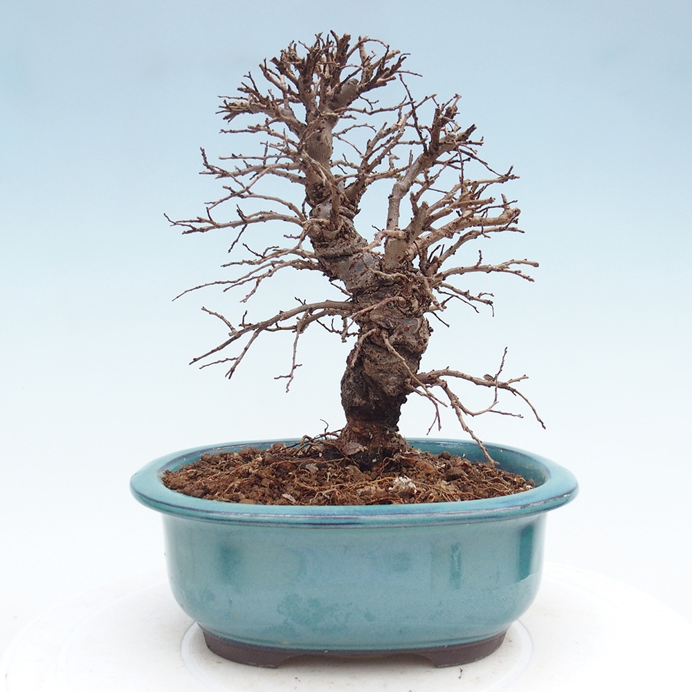 Bonsai zewnętrzne - Zelkova - Zelkova NIRE