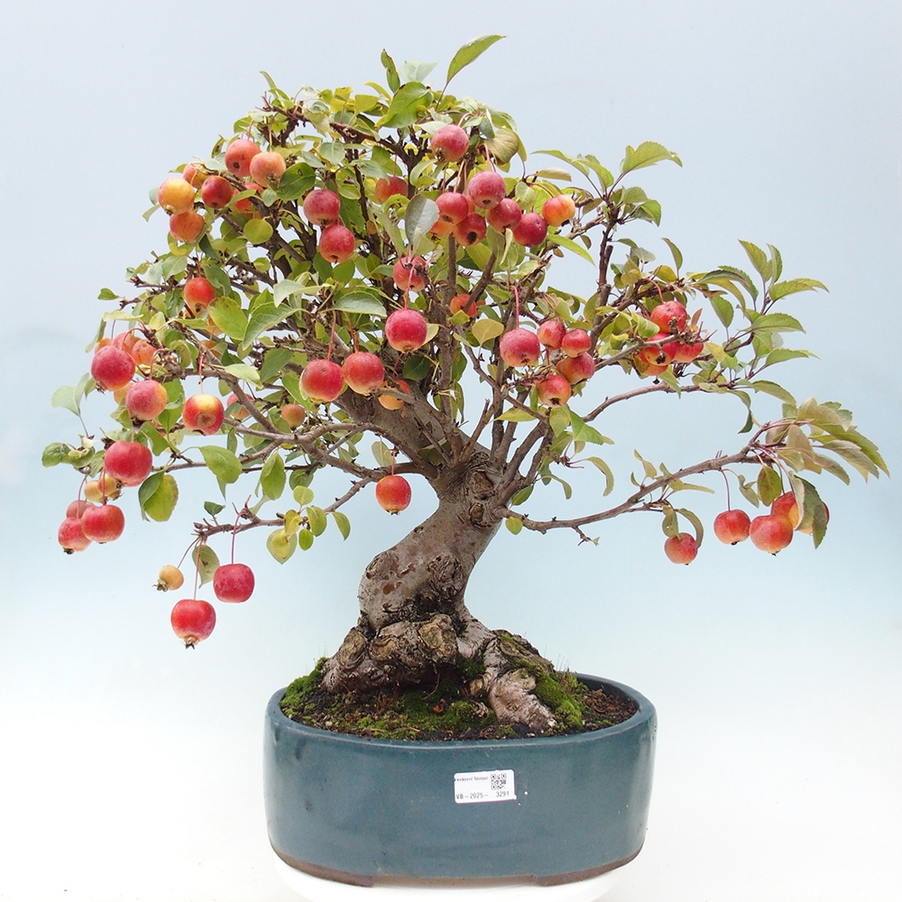 Bonsai plenerowe - Malus Halliana - Jabłoń drobnoowocowa