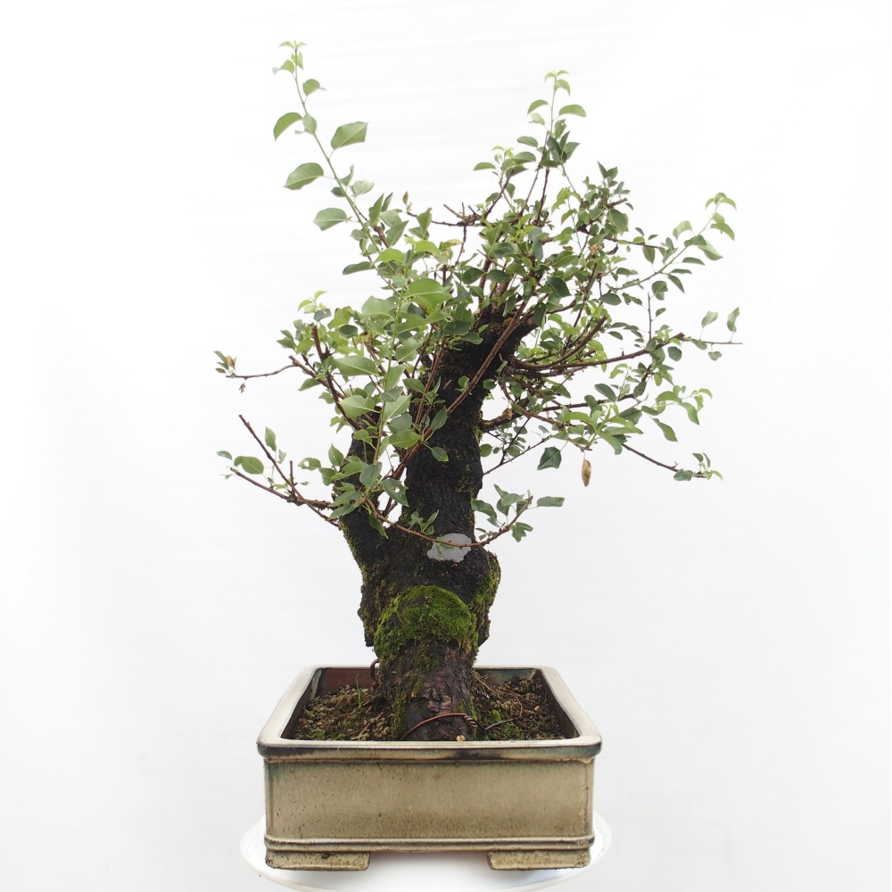 Bonsai na zewnątrz - Mahalebka - Prunus mahaleb