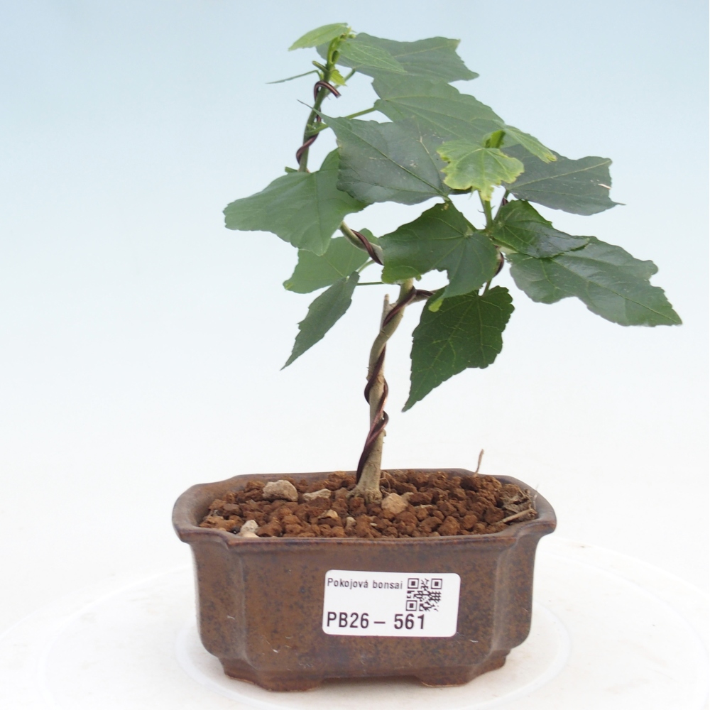 Bonsai domowe - Malvaviscus arboreus