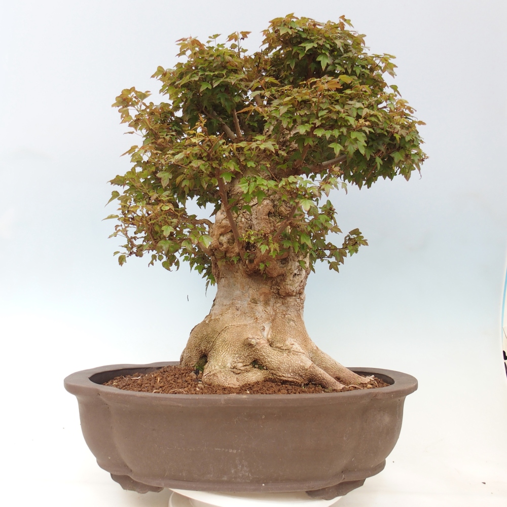 Outdoor bonsai - Acer Buergerianum - Klon Burger