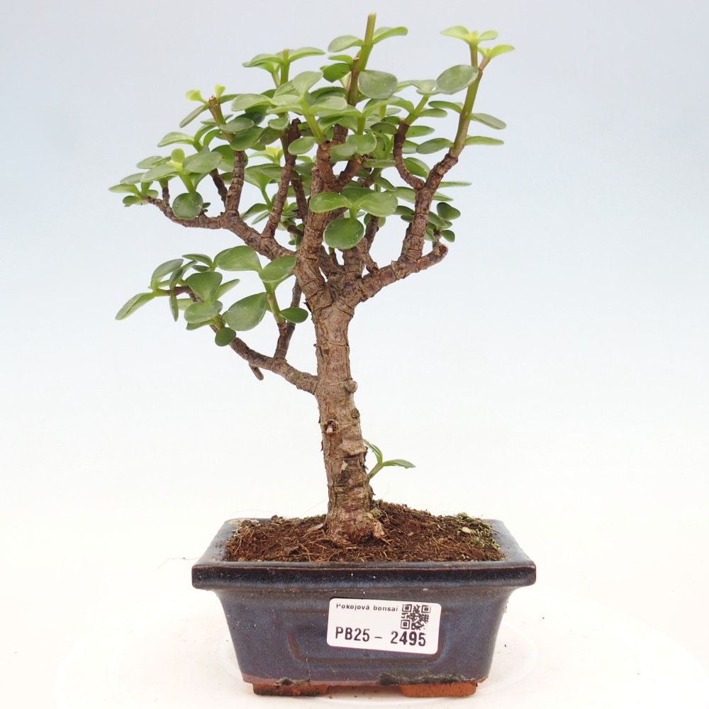 Kryty bonsai - Portulakaria Afra - Tlustice