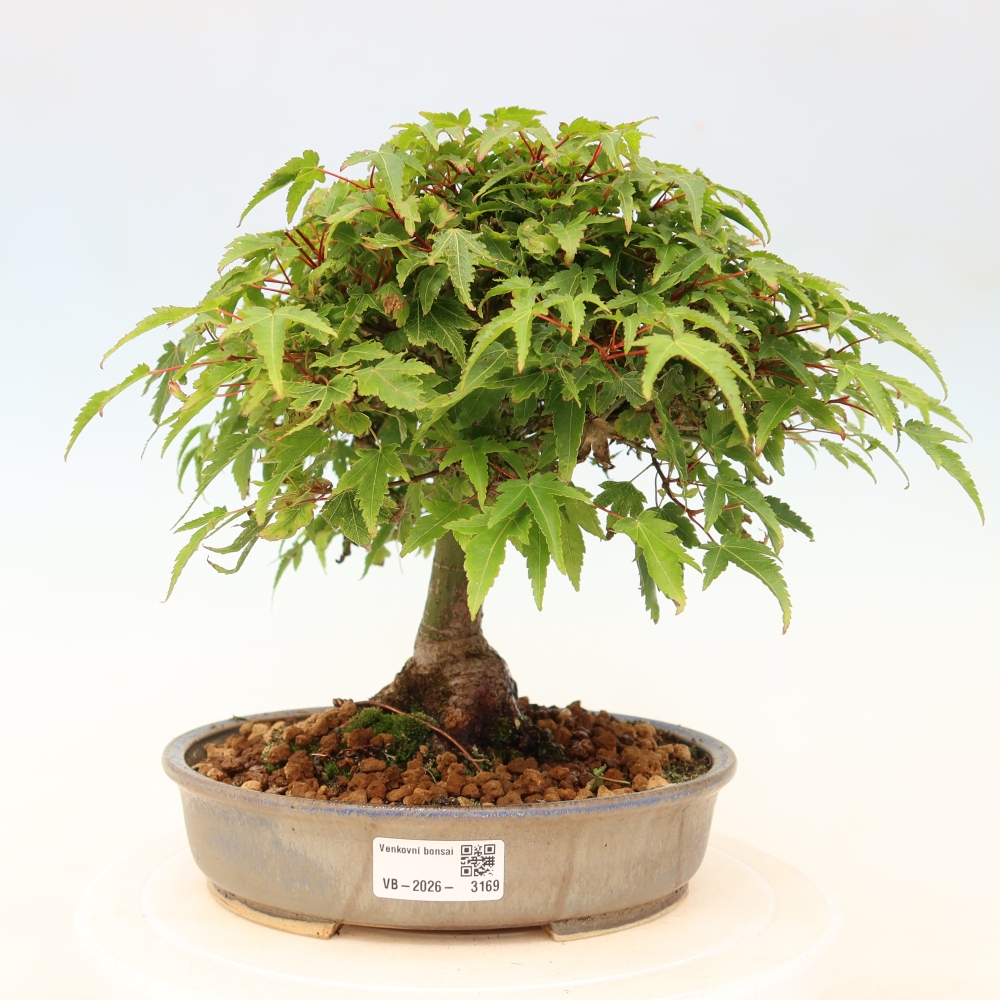 Acer palmatum KIOHIME - klon palmowy