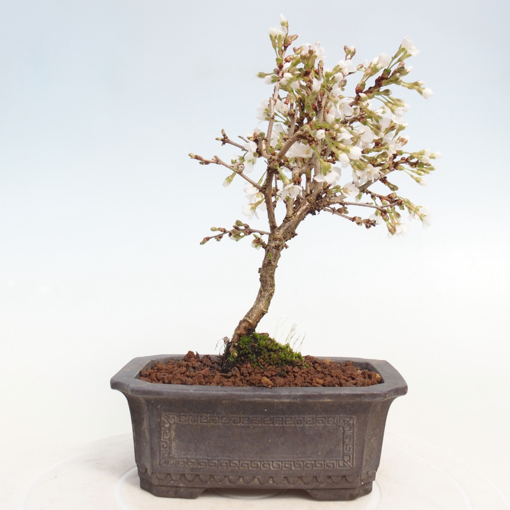 Outdoor bonsai - Prunus incisa Kojou-no mai-Plivon wycięty