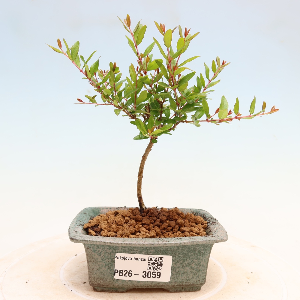 Pokój bonsai - PUNICA granatum nana - jabłko granatu