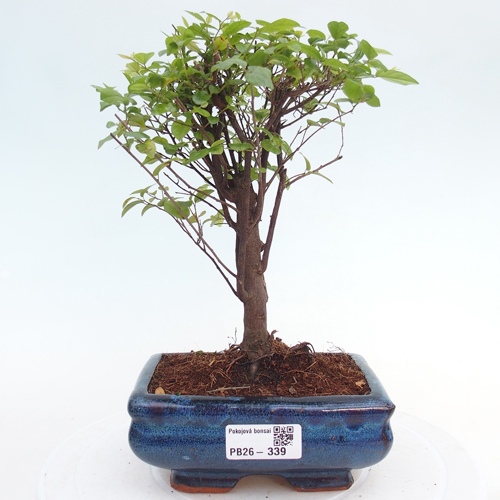 Bonsai pokojowe - Sageretia thea - Sageretia thea