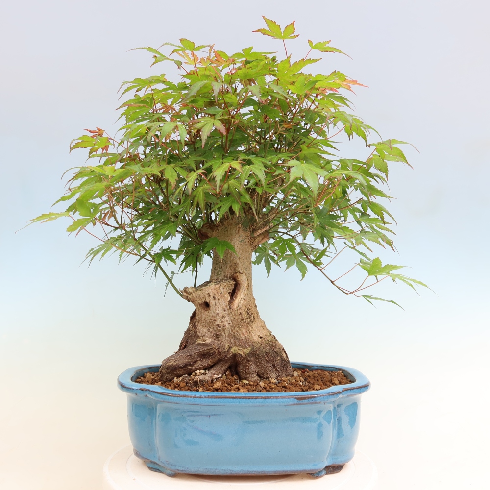 Outdoor bonsai - Klon burgeryjski - Acer burgerianum
