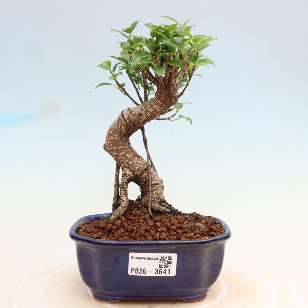 Pokój bonsai - Ficus kimmen - figowiec drobnolistny