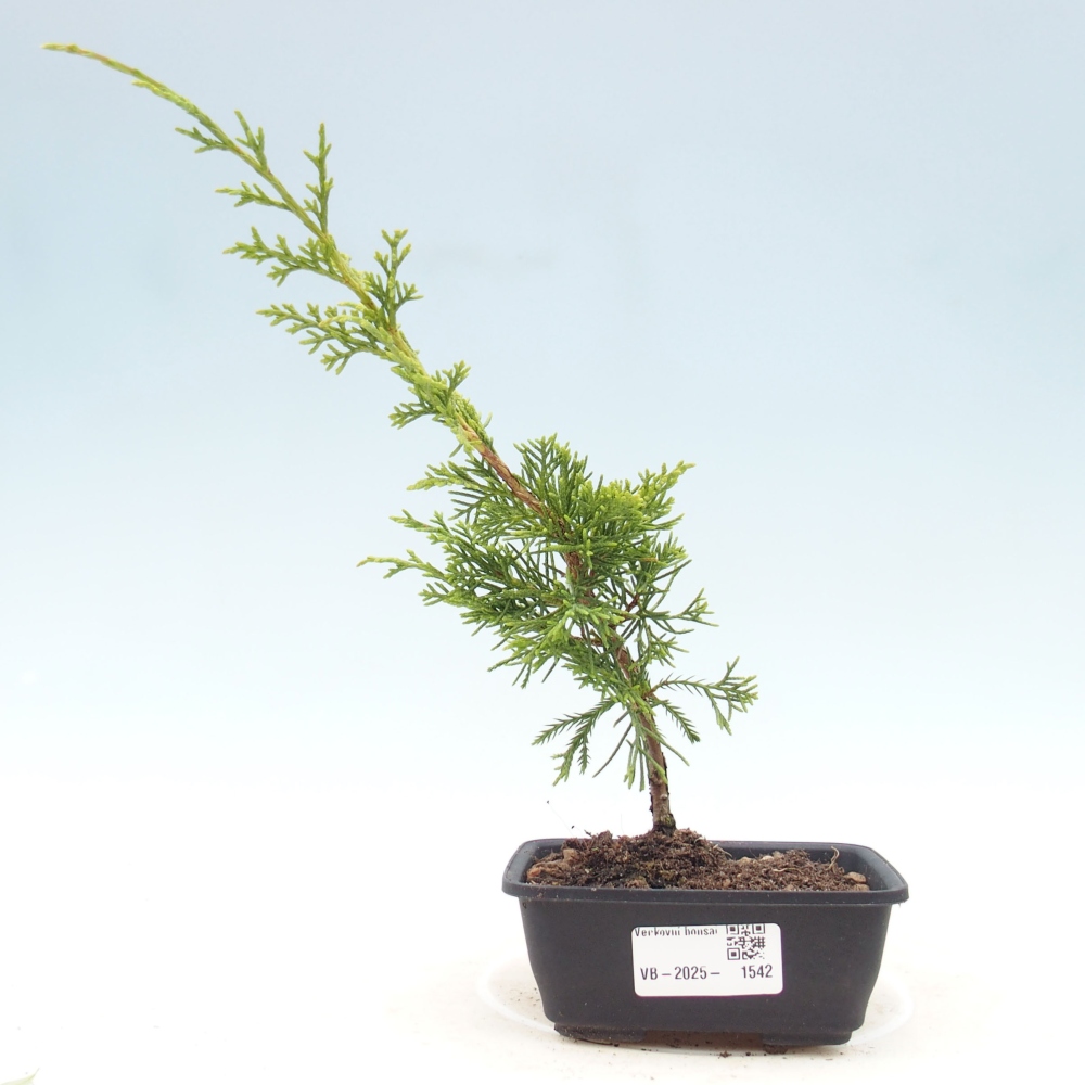 Outdoor bonsai - Juniperus chinensis Itoigawa - Jałowiec chiński