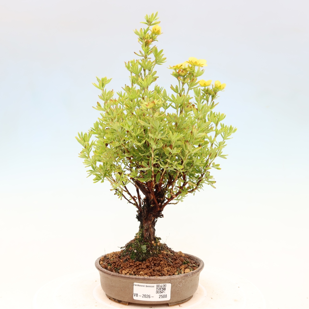 Bonsai zewnętrzne - Potentila fruticosa