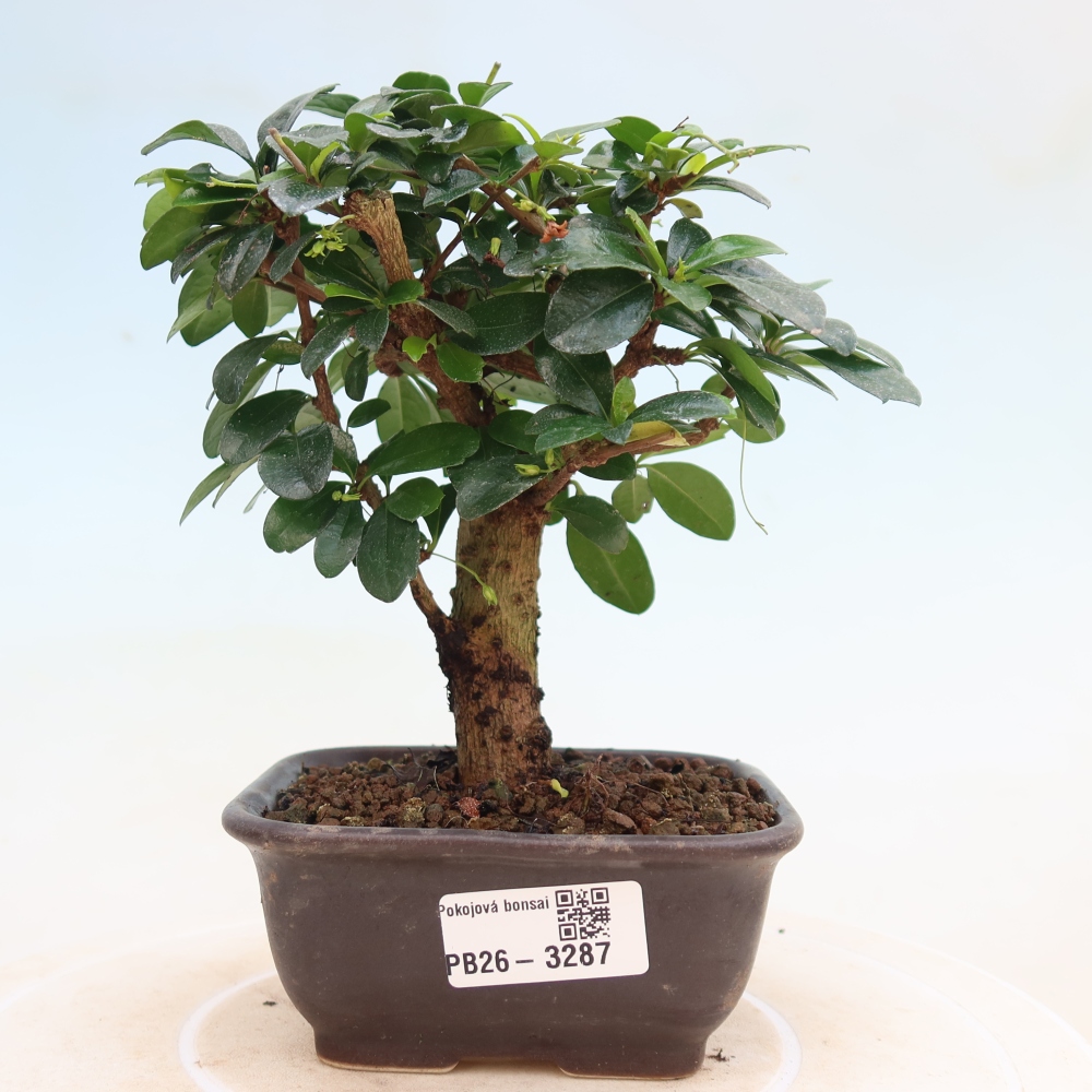 Bonsai pokojowe - Carmona macrophylla - Tea fuki