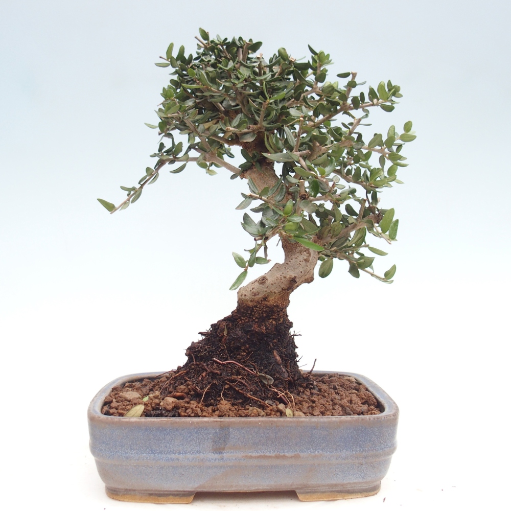 Bonsai do wnętrz - Olea europaea sylvestris