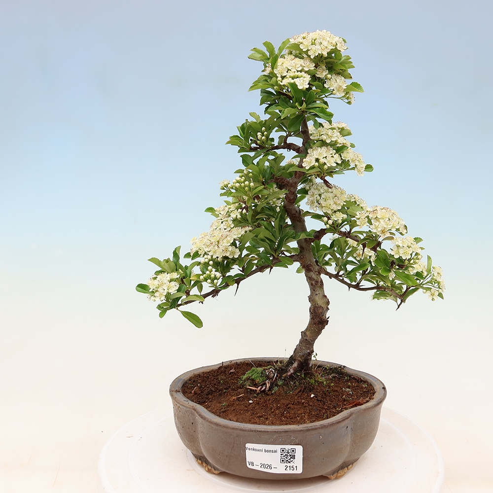 Bonsai ogrodowe – Pyracantha teton – ognik szkarłatny