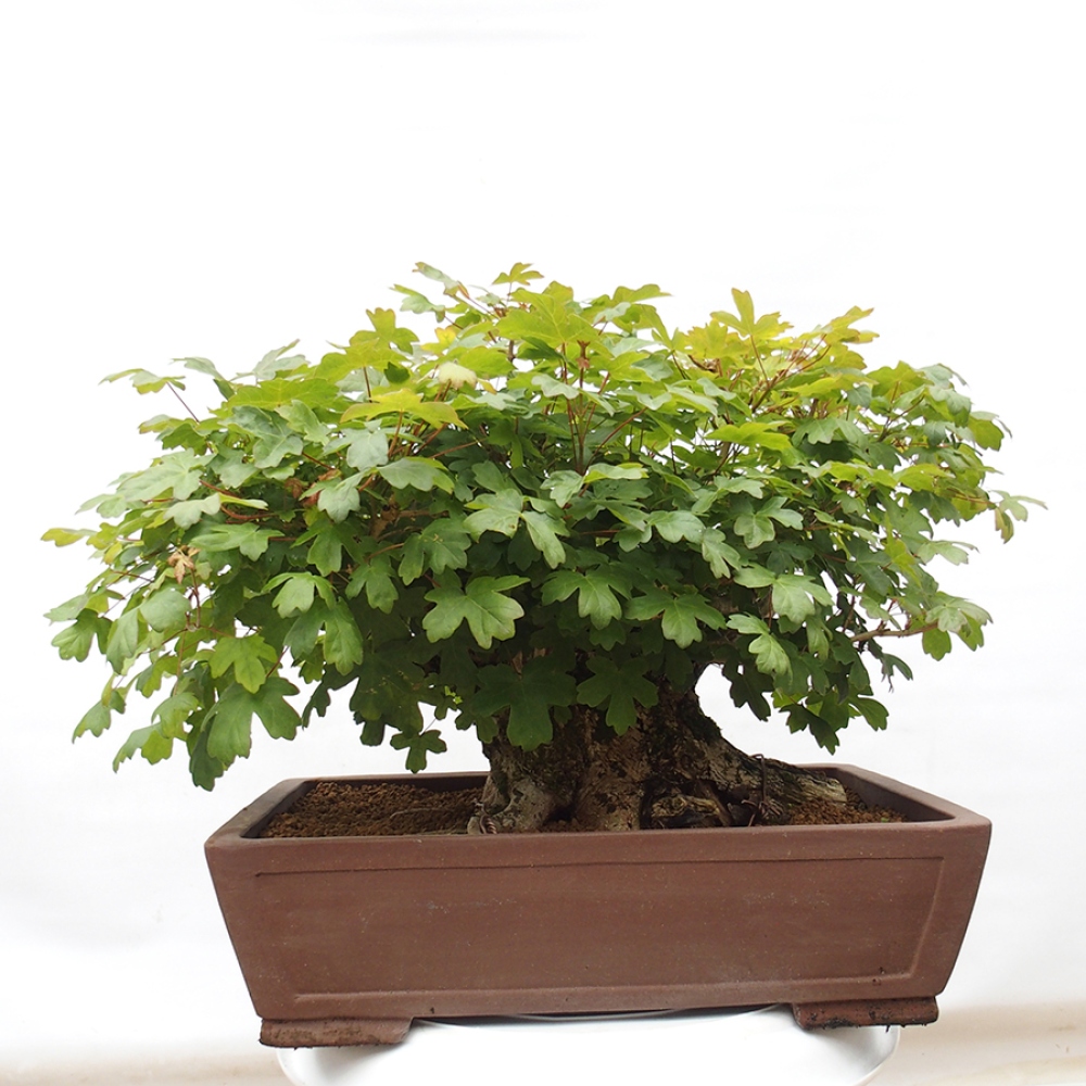 Bonsai zewnętrzne - Klon dziecięcy - Acer campestre