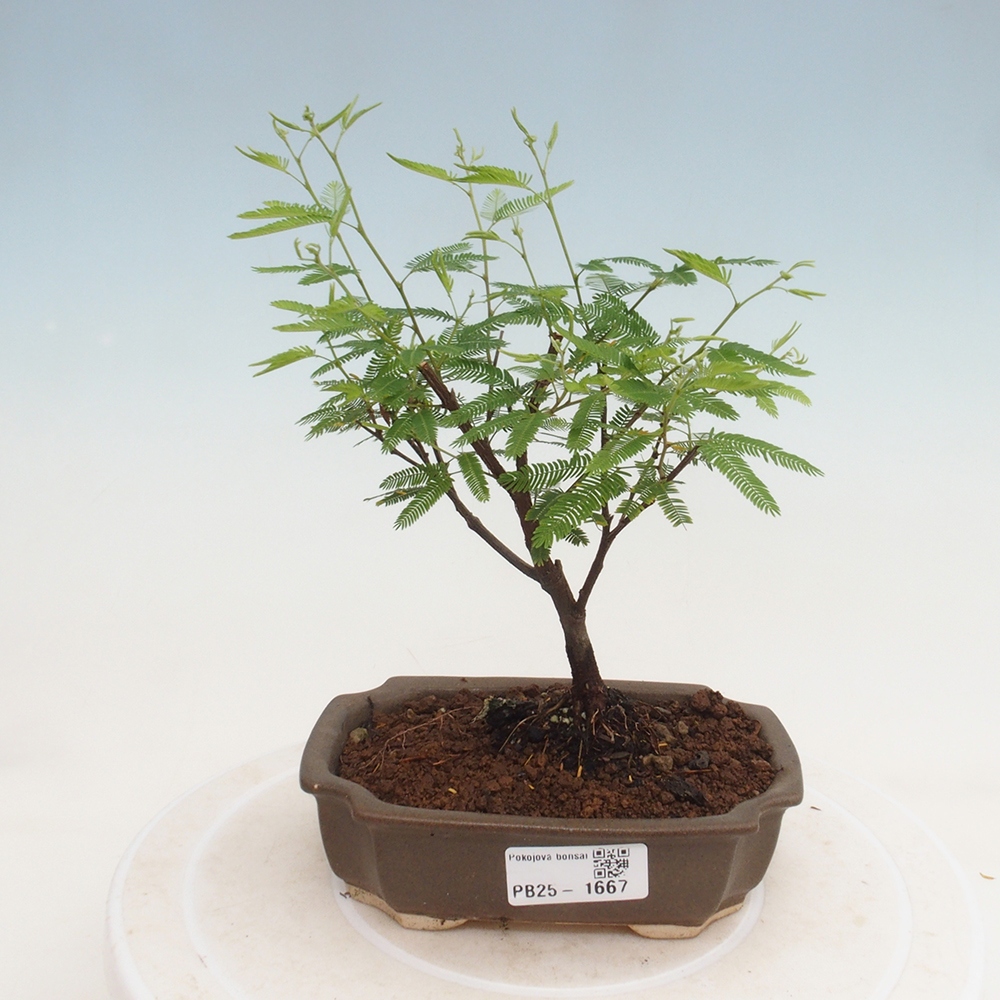Pokój bonsai-Calliandra surinamensis Dixie Pink - Kaliandra z Surii