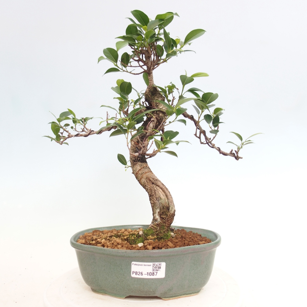 Pokój bonsai - Ficus retusa - figowiec drobnolistny