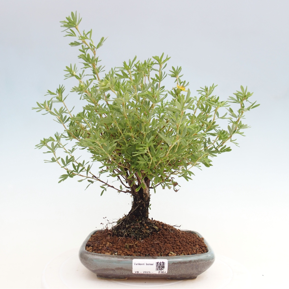 Outdoor bonsai-Pięciolistnik - Potentila fruticosa żółty Ptak