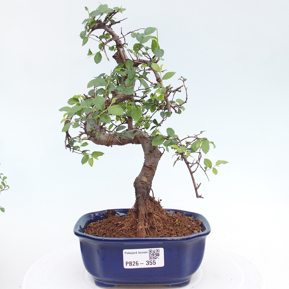 Pokój bonsai - Ulmus parvifolia - Wiąz drobnolistny