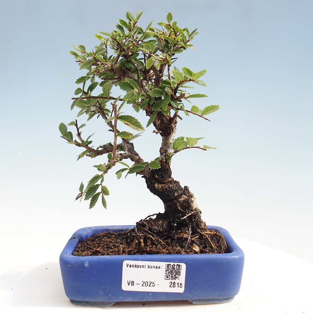 Outdoor bonsai - Zelkova - Zelkova NIRE