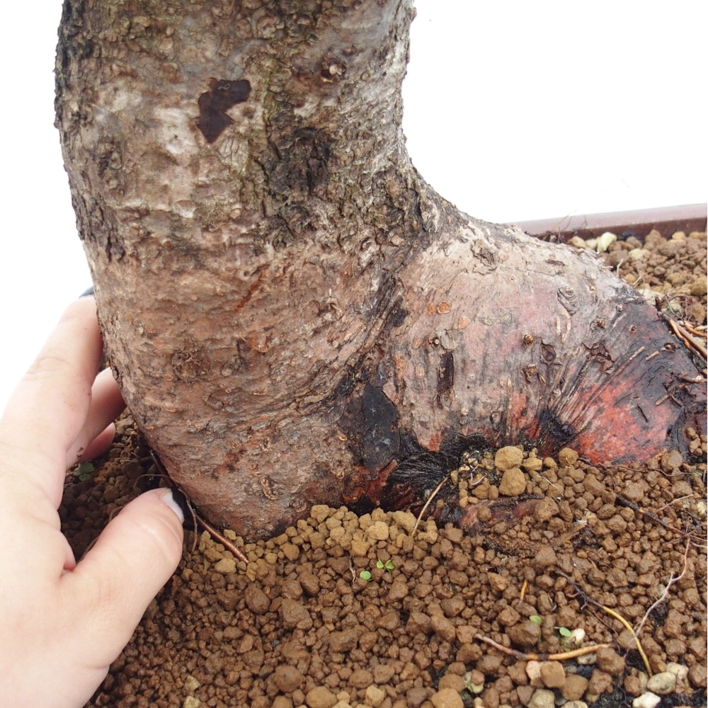 Bonsai na zewnątrz - Mahalebka - Prunus mahaleb