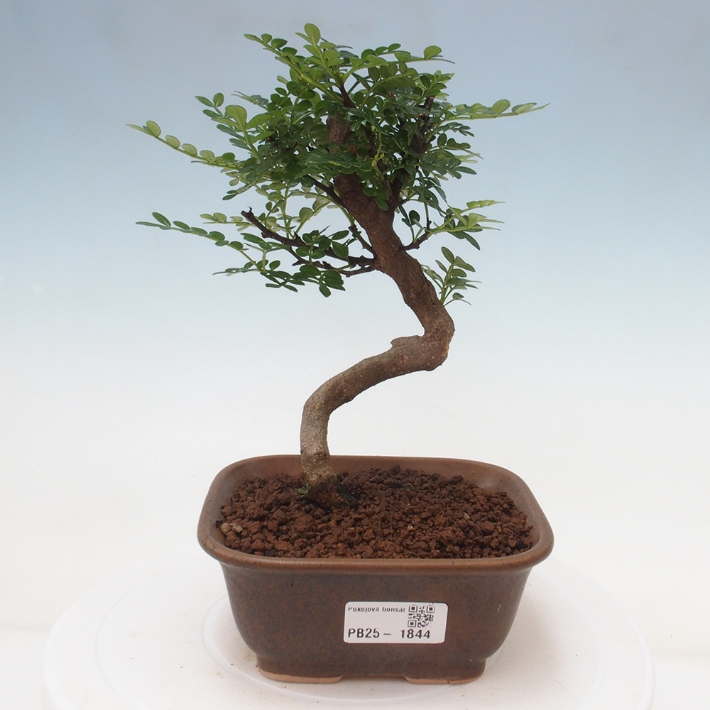 Kryty bonsai - Zantoxylum piperitum - Mięta pieprzowa