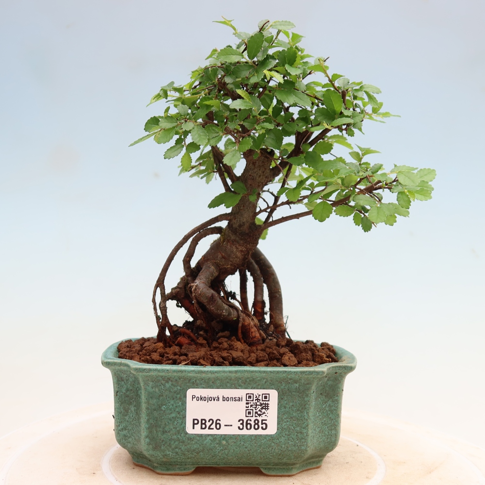 Pokój bonsai - Ulmus parvifolia - Wiąz drobnolistny