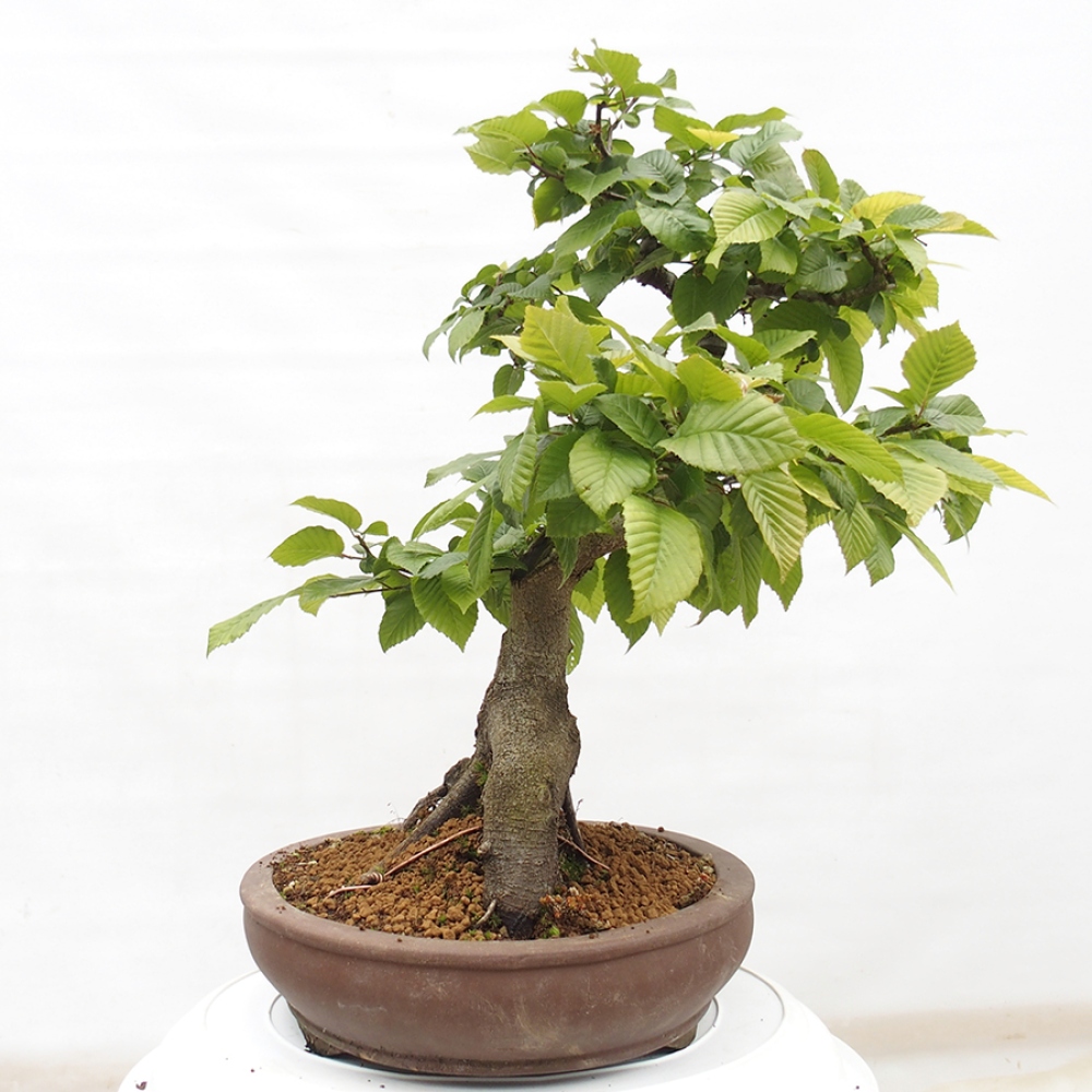 Bonsai zewnętrzne - Grab - Carpinus betulus