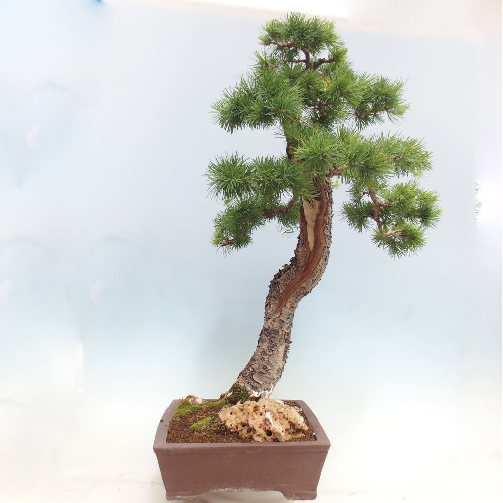 Bonsai zewnętrzne - Larix decidua - Modrzew