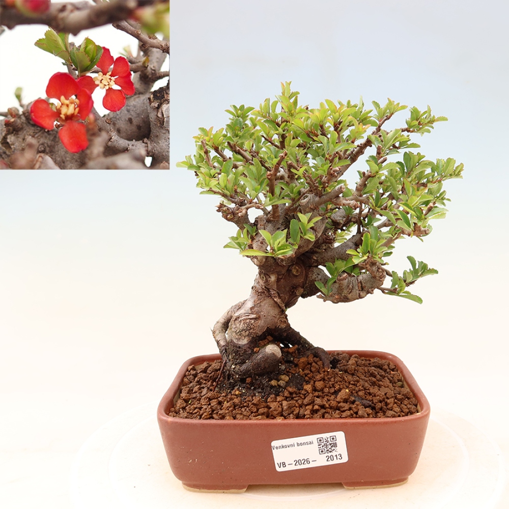 Bonsai zewnętrzne - Chaneomeles speciosa Chojubai