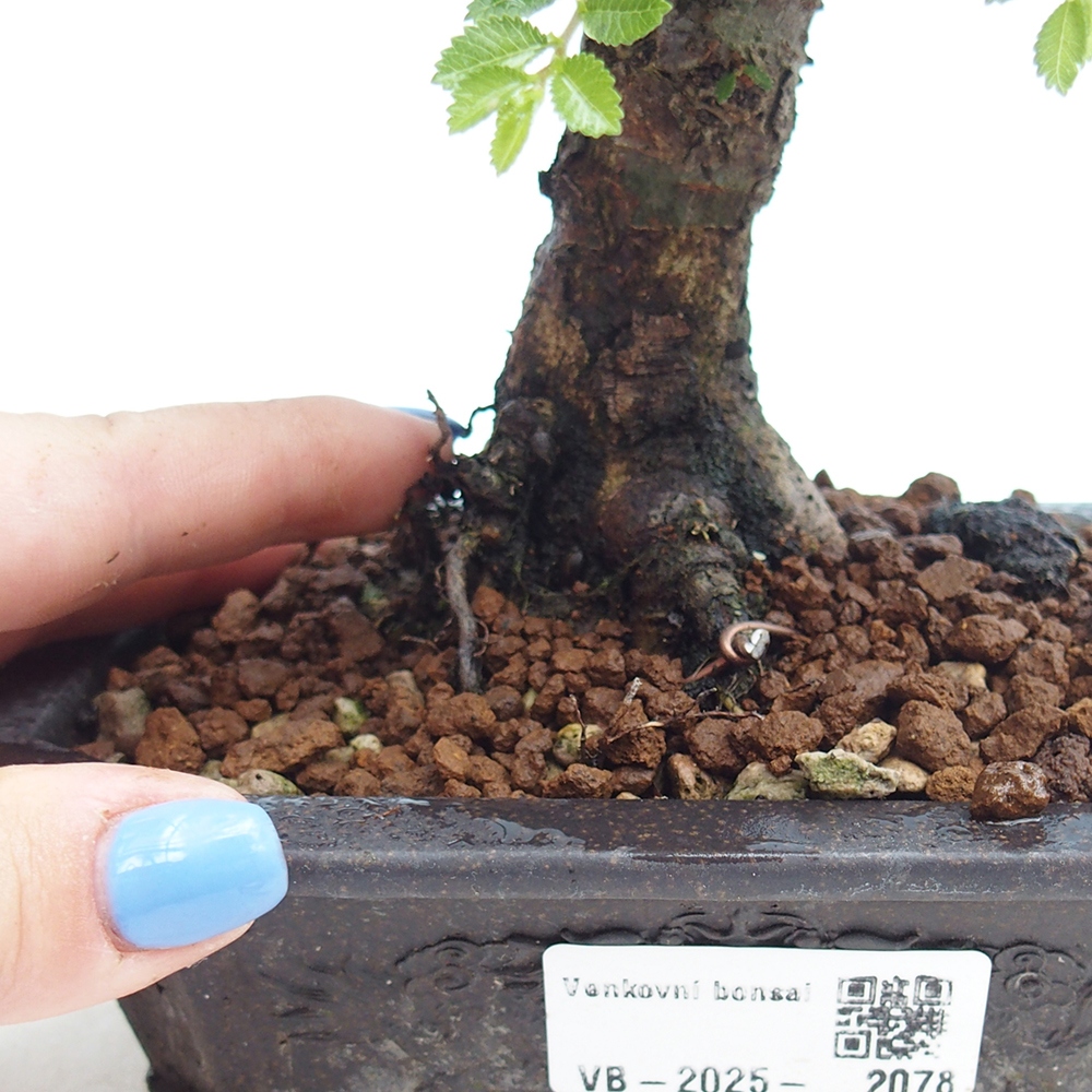 Bonsai zewnętrzne - Ulmus parvifolia Hokkaido - wiąz chiński