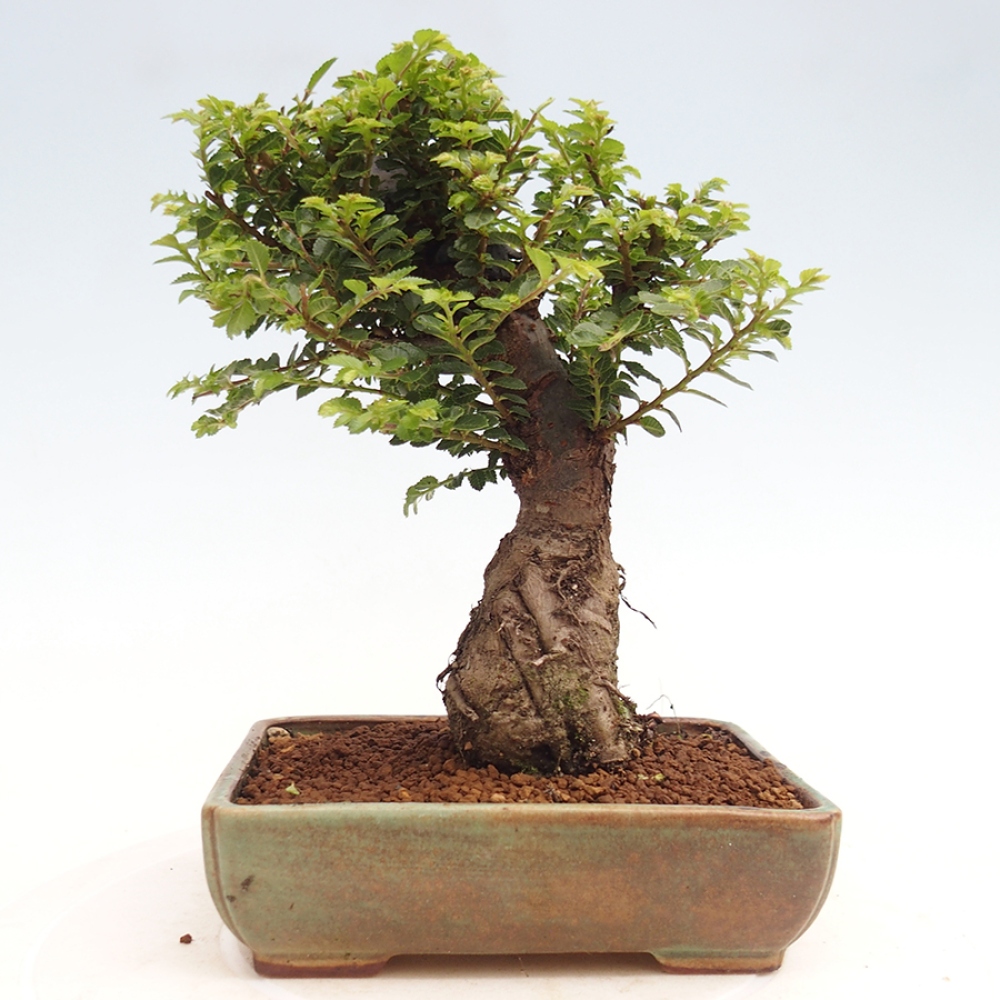 Bonsai zewnętrzne - Ulmus parvifolia Hokkaido - wiąz chiński