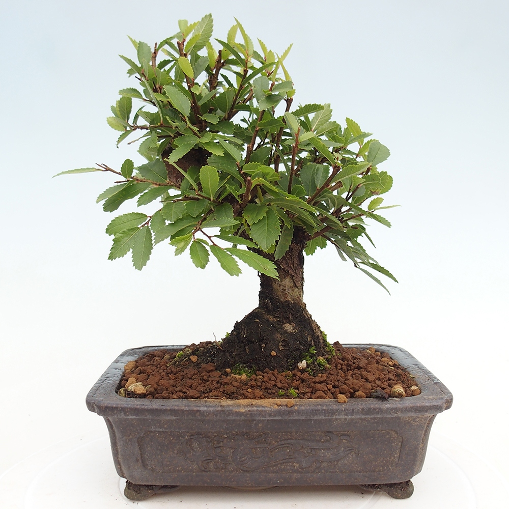 Bonsai zewnętrzne - Zelkova - Zelkova NIRE