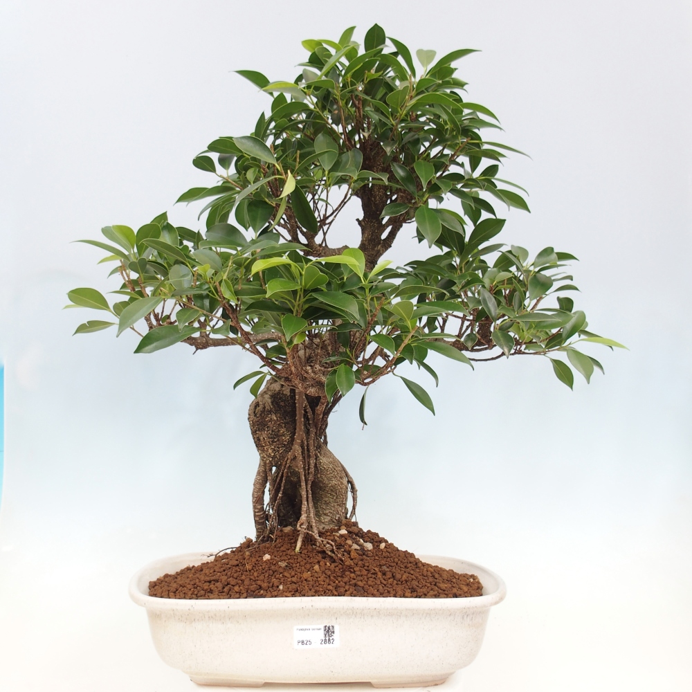 Bonsai pokojowe - Ficus kimmen - figowiec drobnolistny - WYŁĄCZNIE ODBIÓR OSOBISTY lub transport paletowy