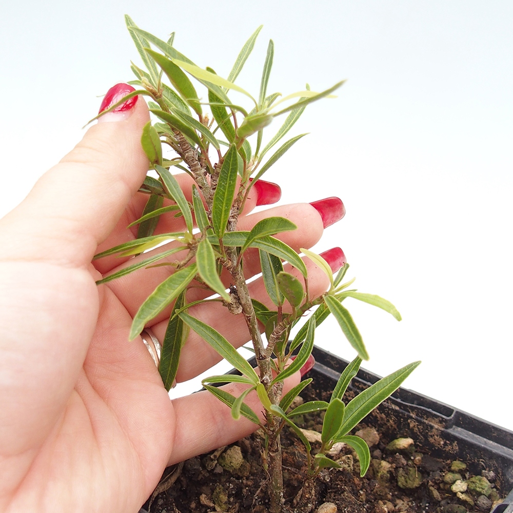 Pokój bonsai - Ficus nerifolia - figowiec drobnolistny w pojemniku