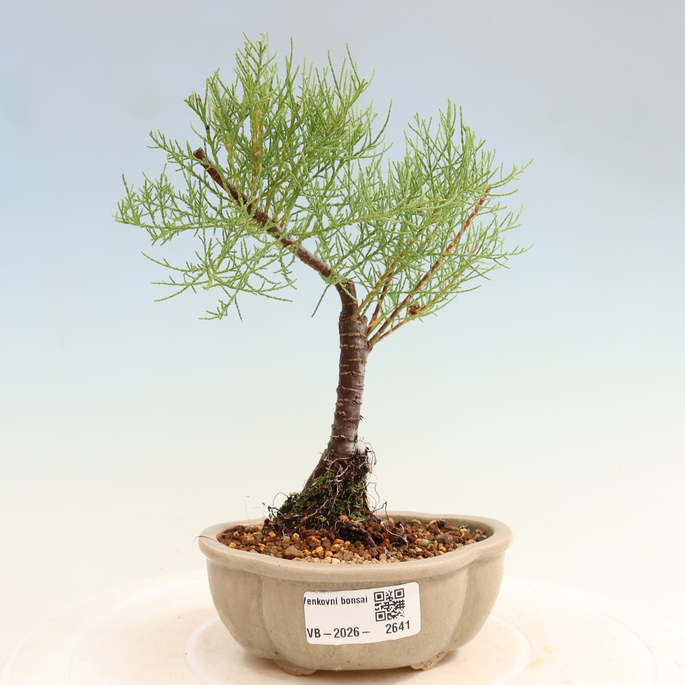 Bonsai ogrodowe – Tamaryszek – Tamarix
