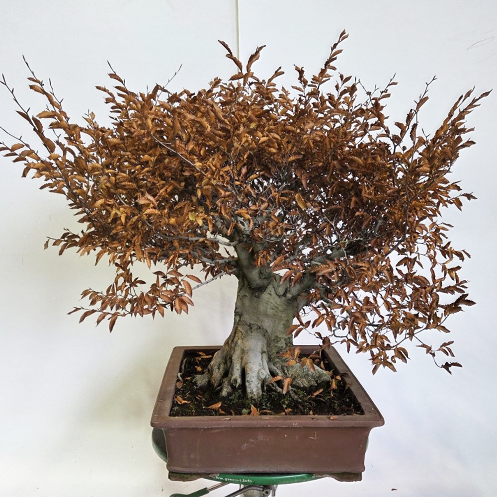 Outdoor bonsai -Fagus crenata