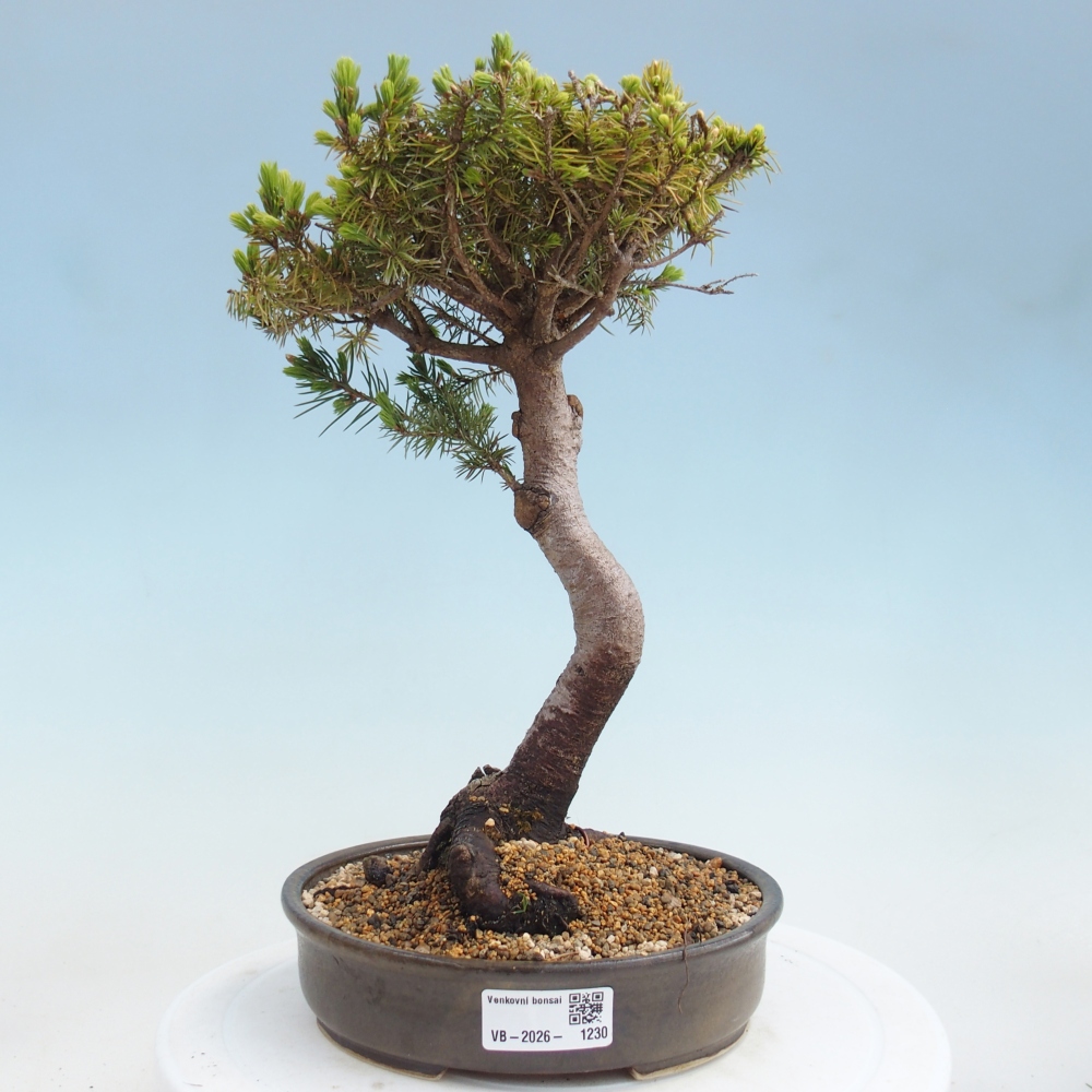 Outdoor bonsai - Świerk pospolity - Picea glauca globe