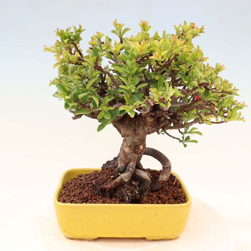 Bonsai zewnętrzne - Chaneomeles speciosa Chojubai