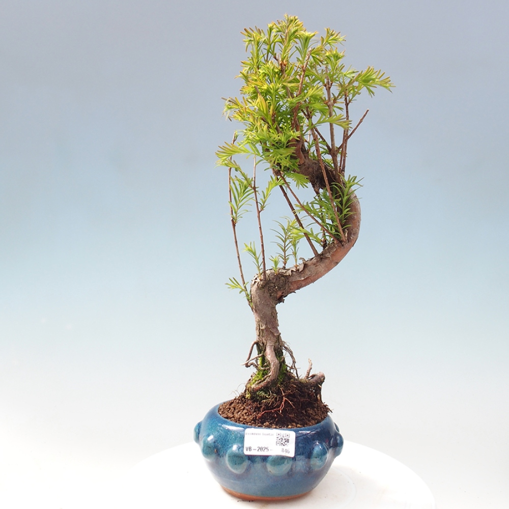 Outdoor bonsai - Metasequoia glyptostroboides - chińskie metasekvoje