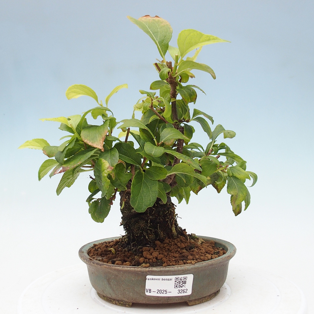 Bonsai na zewnątrz - Celastrus Jesenec