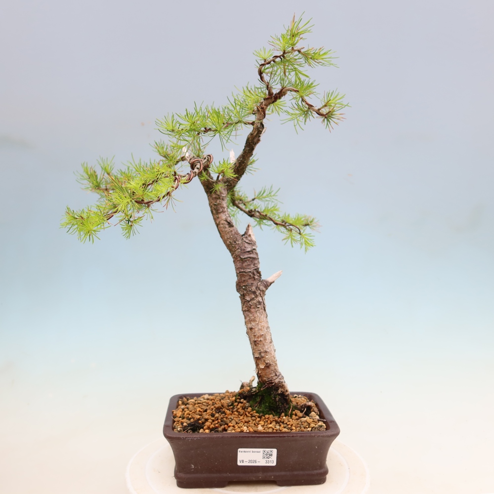 Bonsai zewnętrzne - Larix decidua - Modrzew