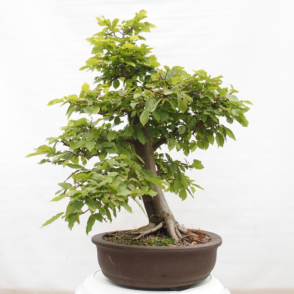 Bonsai zewnętrzne - Grab - Carpinus betulus