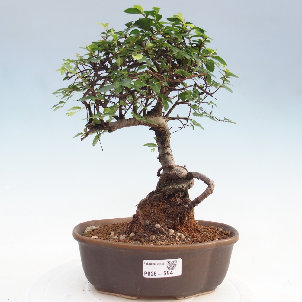 Pokój bonsai - Ulmus parvifolia - Wiąz drobnolistny